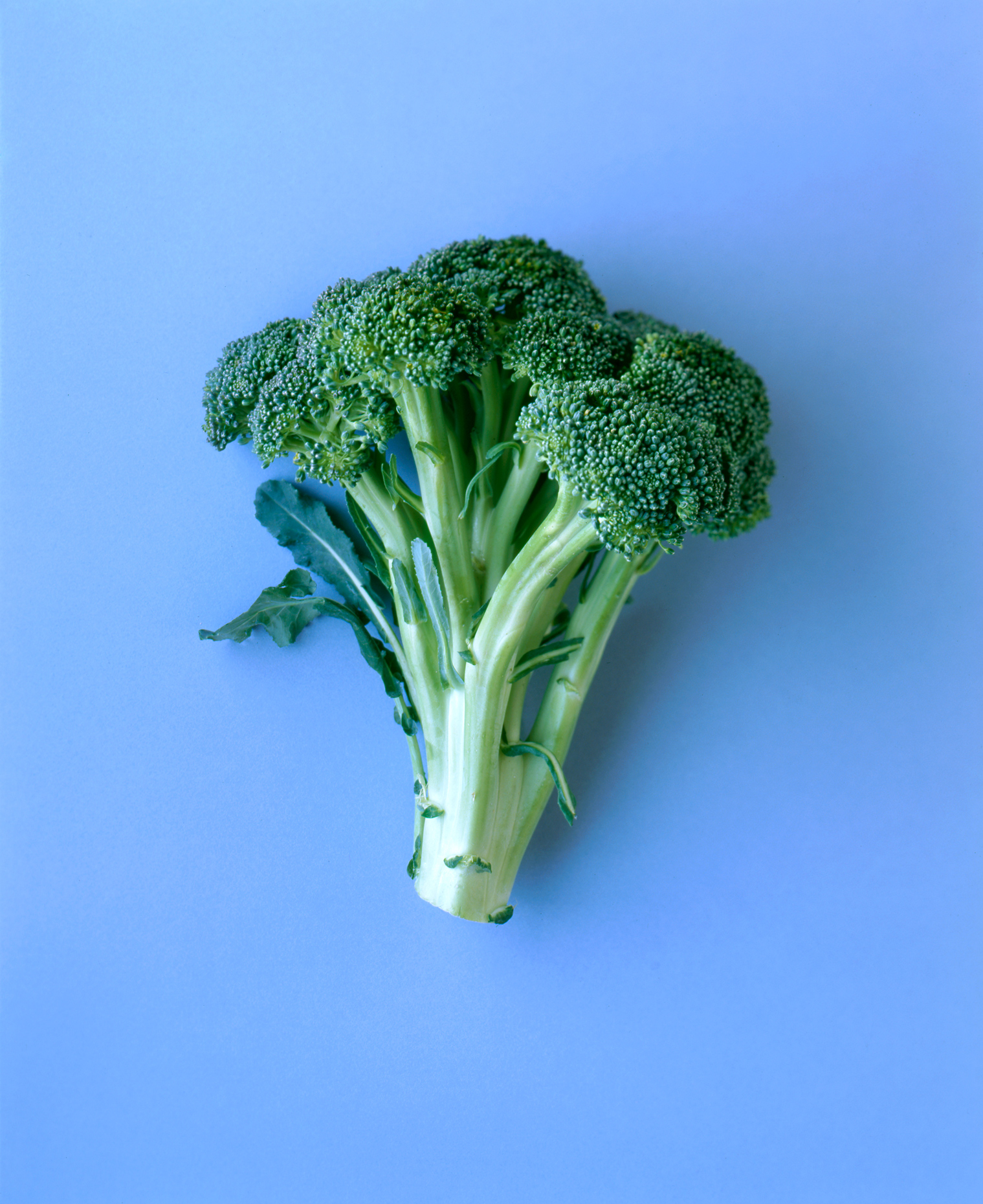 Broccoli_Portfolio_029