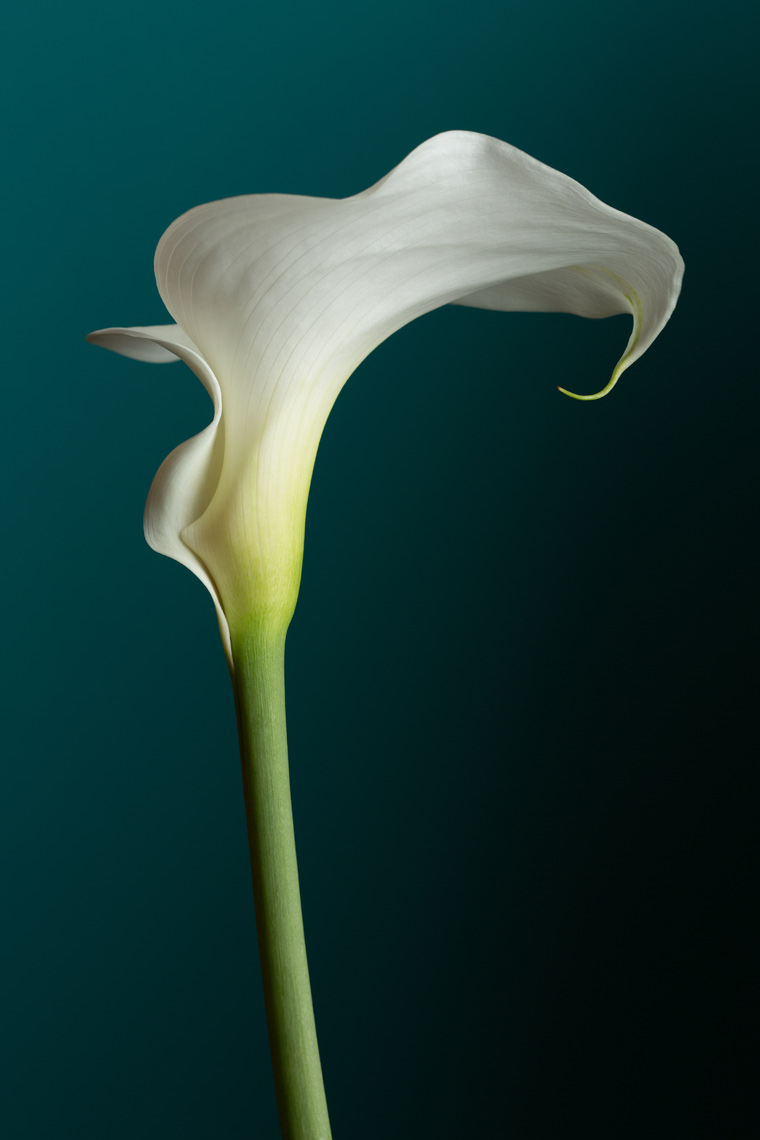 Cala_Lily_white_emerald_background