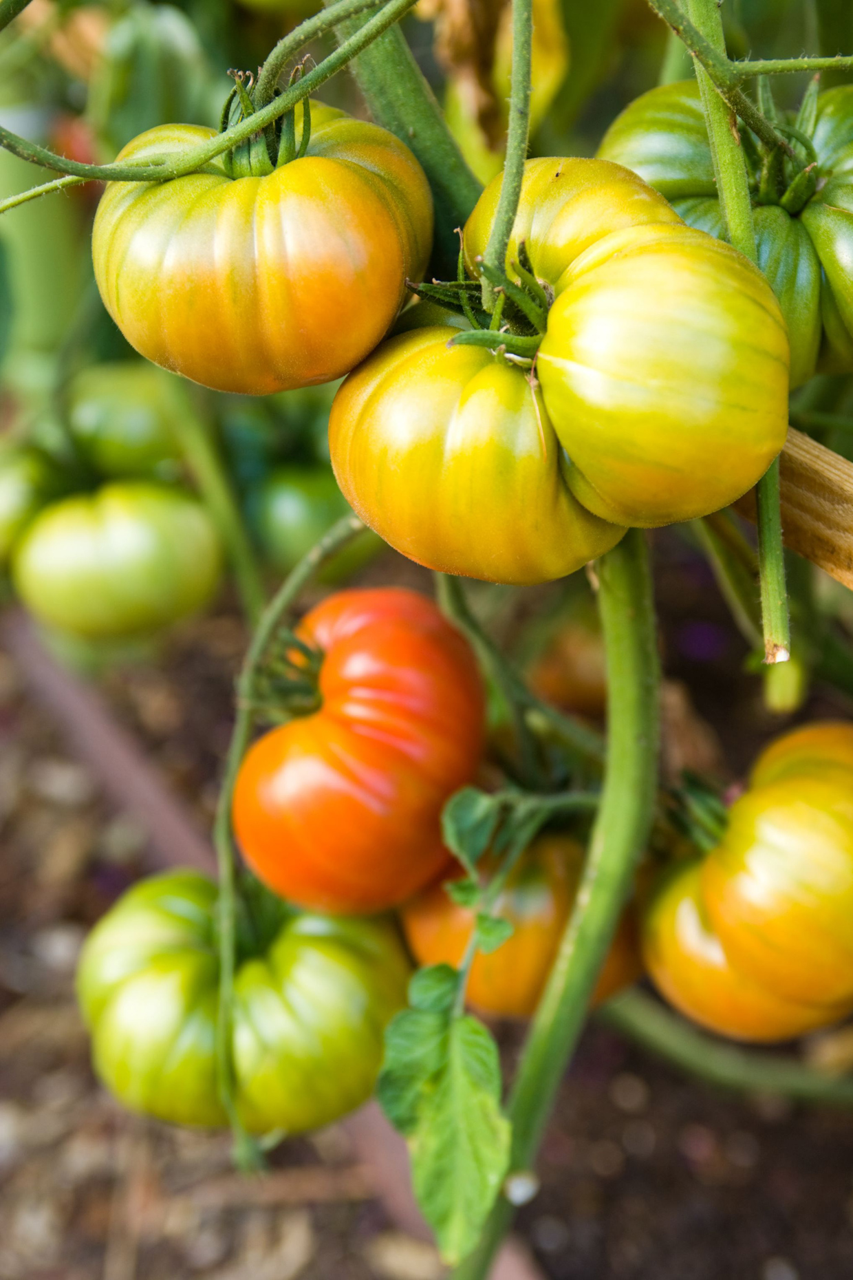 Heirloom_Tomatoes_1