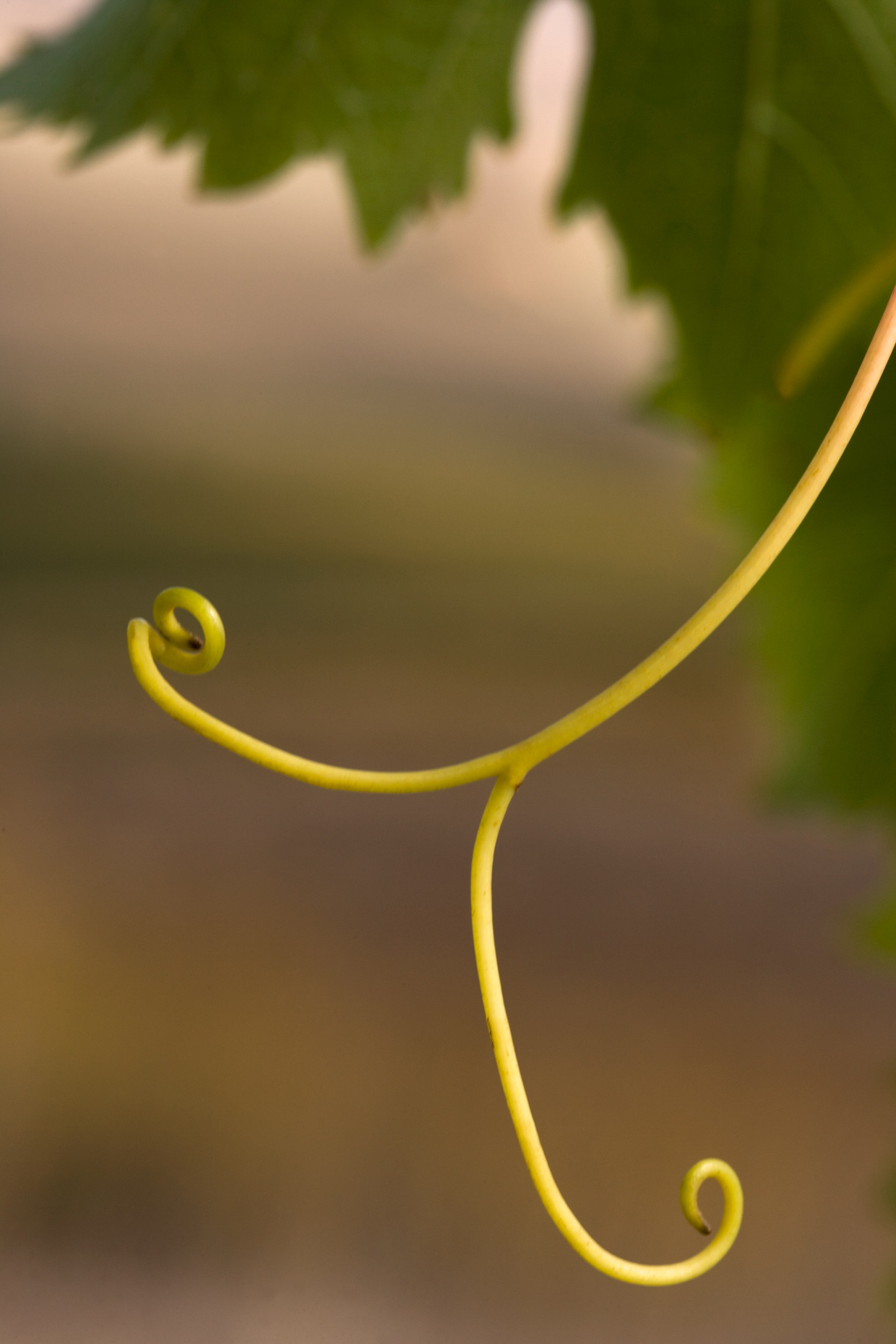 Tendril