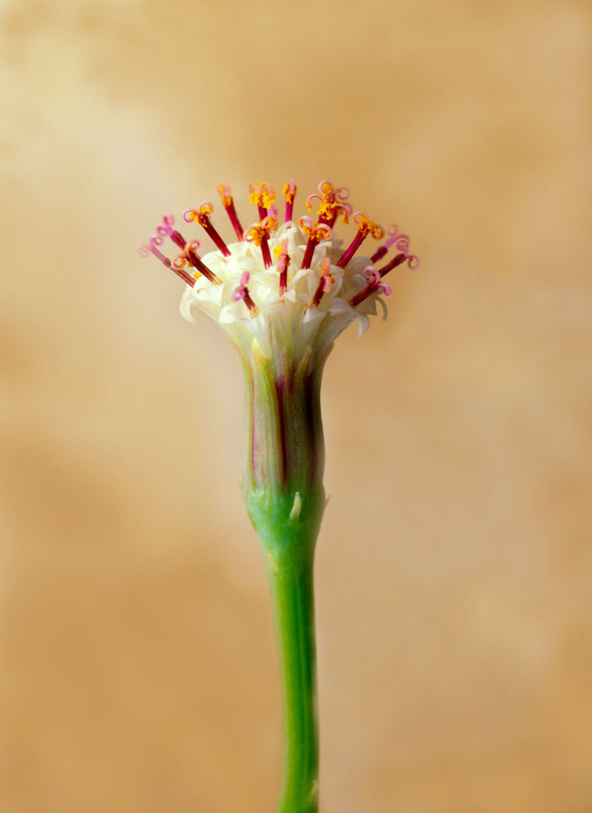 flowerpromo-copy-1_WebRes