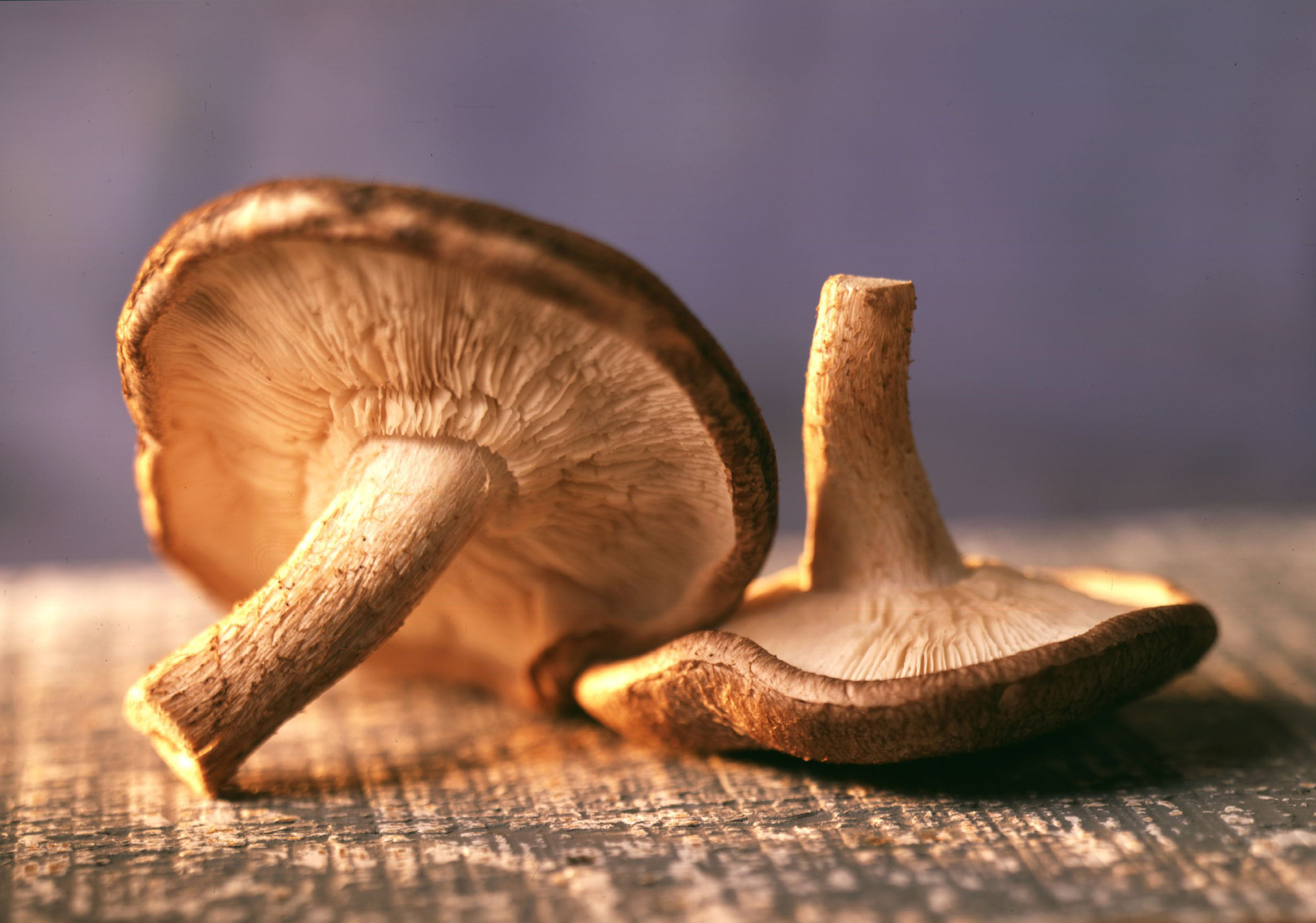 mushrooms-copy